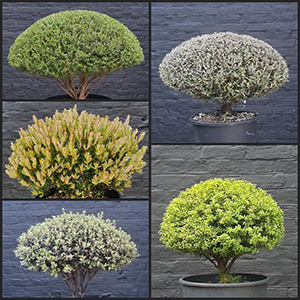 Individuals. Same Plant - Different styles
